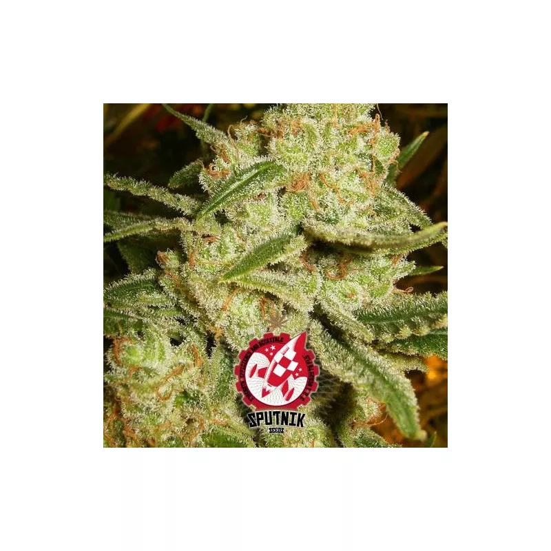 Hass Plant G-13