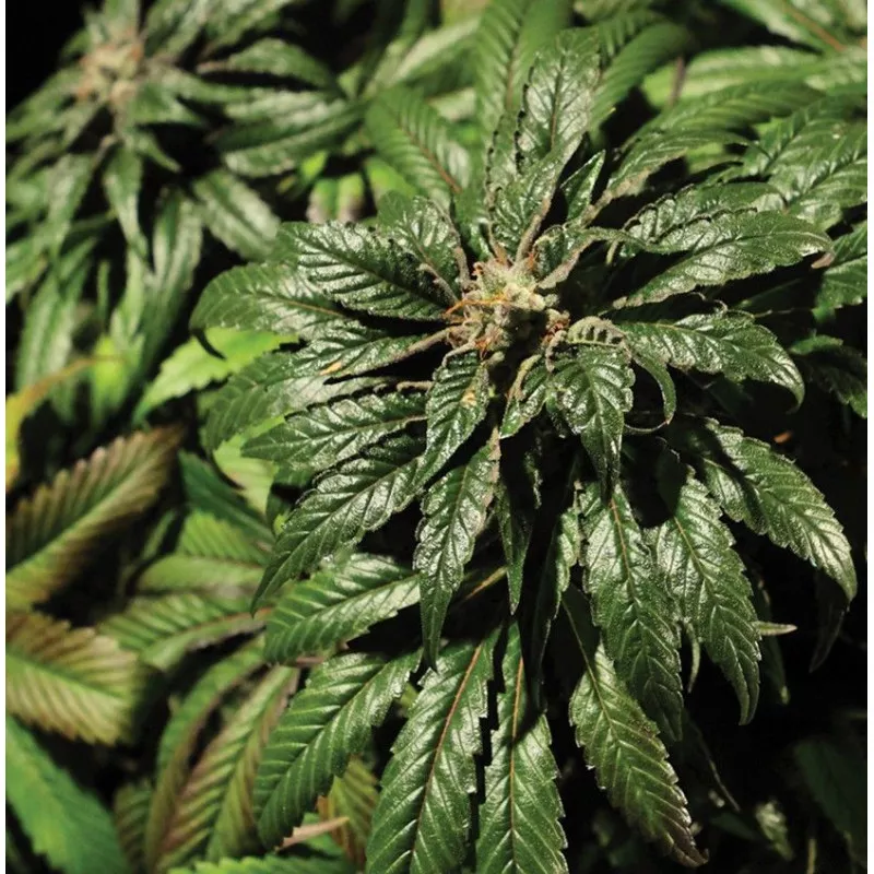 Bubblegum Kush