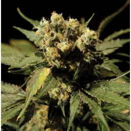 White Widow