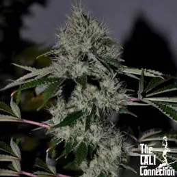 Chem 4 The Cali Connection