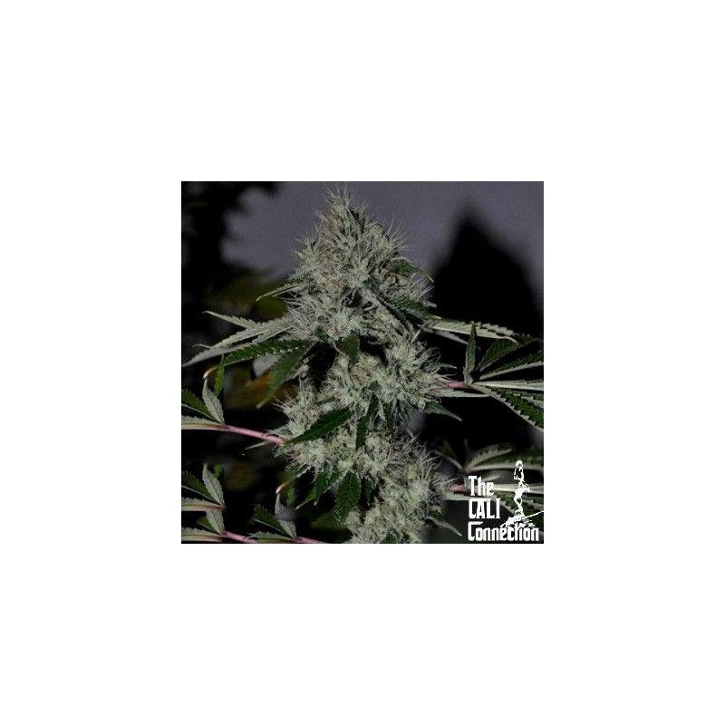 Chem 4 The Cali Connection Chem 4 The Cali Connection