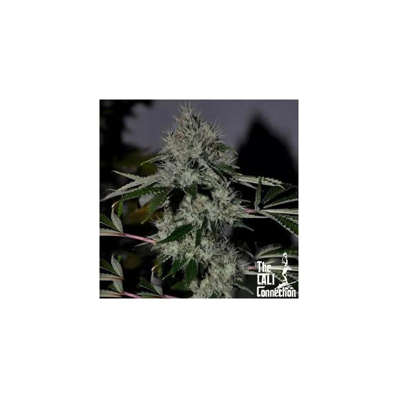 Chem 4 The Cali Connection
