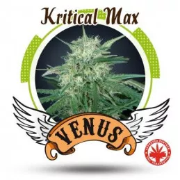 Kritical Max
