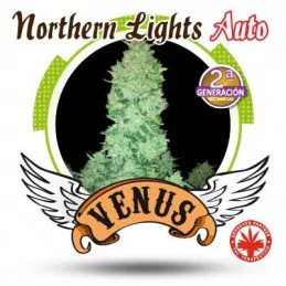 Northern Light auto
