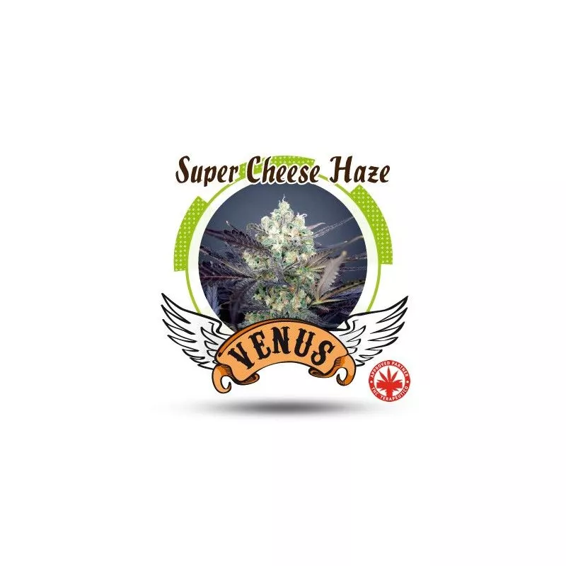 Super Cheese Haze