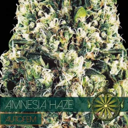 Amnesia Haze Autoflowering