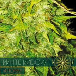 White Widow Autofem