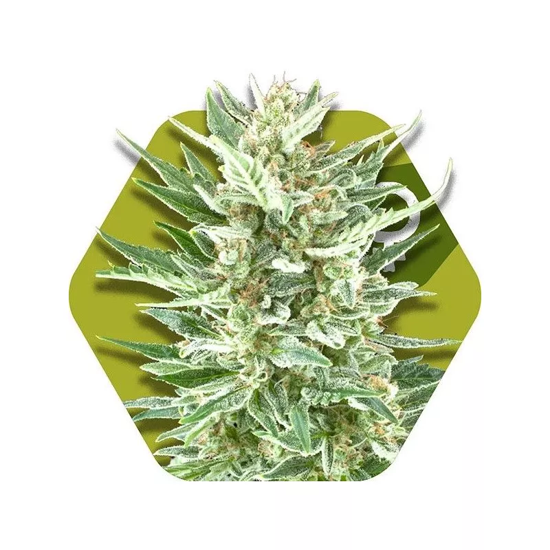 Spirit Haze Automatic