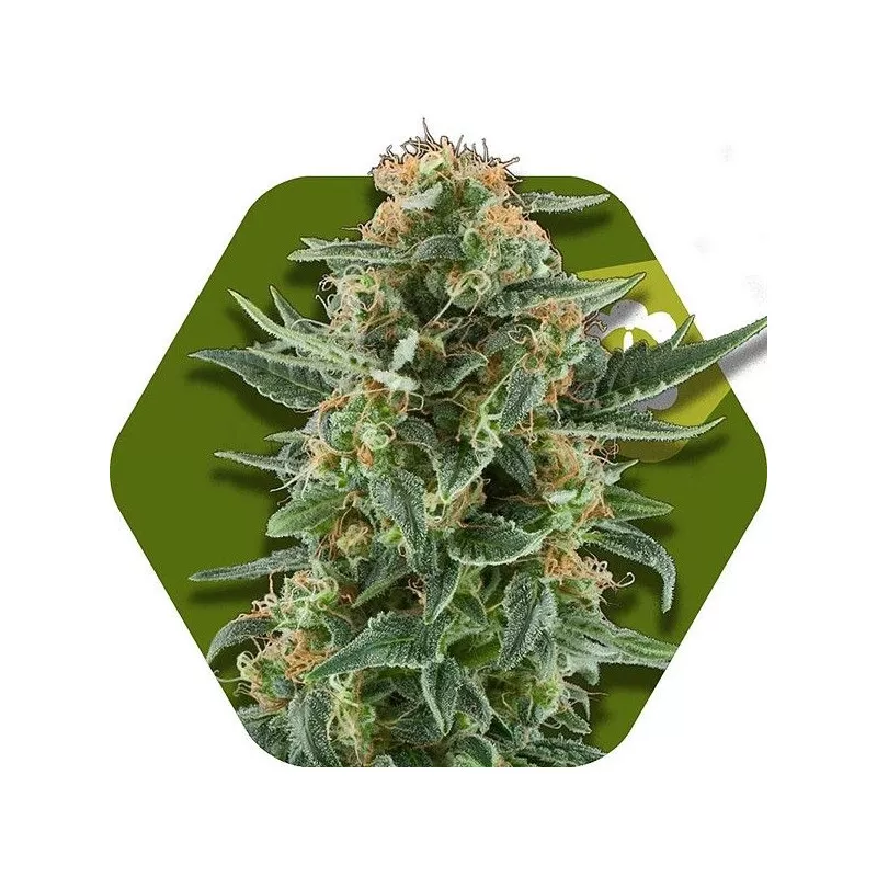 Power Plant XL Auto