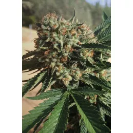 Sapphire OG