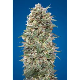 California Kush