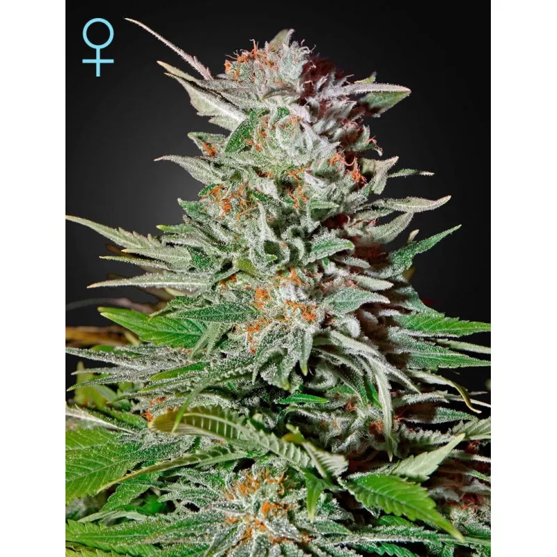Super Lemon Haze Auto CBD