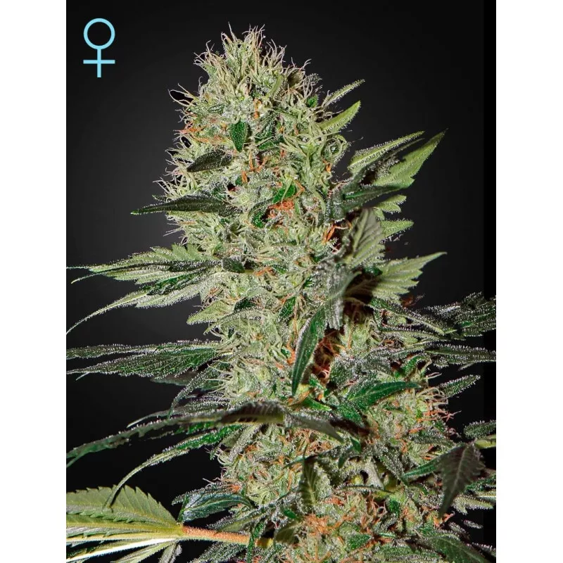 Exodus Cheese Auto CBD