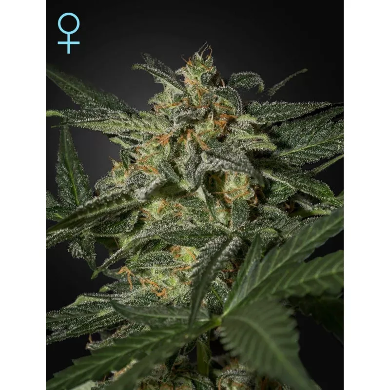 White Widow Auto CBD Green House Seeds