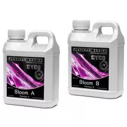 Bloom A&B