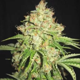 White Russian