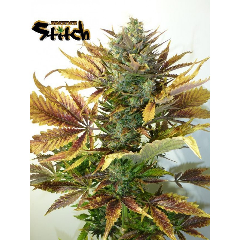 Purple Sirius Kush Purple Sirius Kush