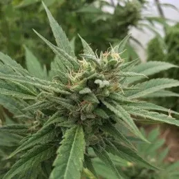Blueberry Headband Auto
