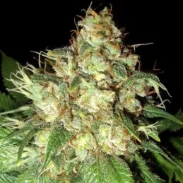Bubba Cheese Auto