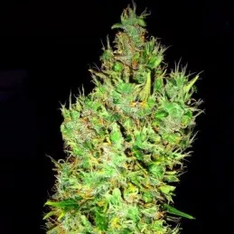 OG Critical