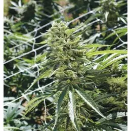 Sour Lemon OG