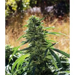 Super Sour OG