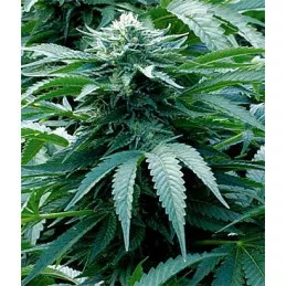 Trinity Kush Trinity Kush