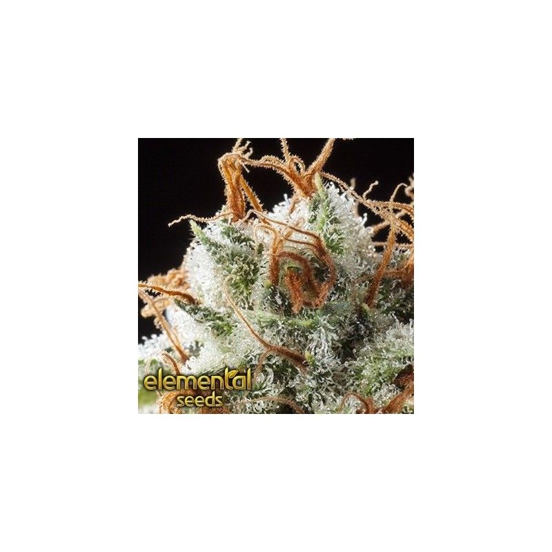 Grizzly Kush Grizzly Kush