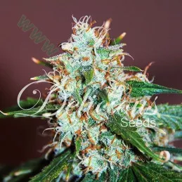 Critical Neville Haze