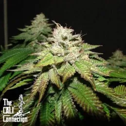 Pre 98 Bubba BX2