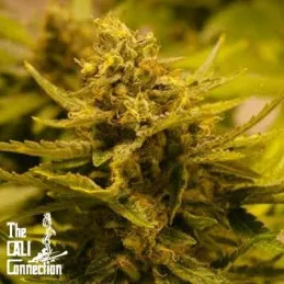CBD OG