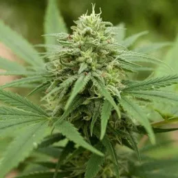 Pineapple Express 2