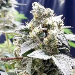 Girl Scout Haze Cookies