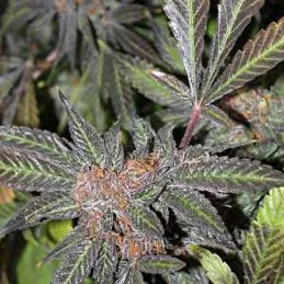 Grandaddy Purple S1