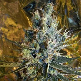 Super Silver Sour Diesel Haze