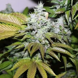 Triangle Kush Cookies