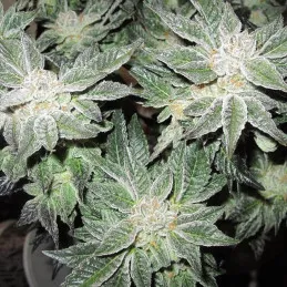 OG Kush Cookies