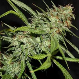 Sour Hazy Jones