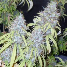 Haze Freak