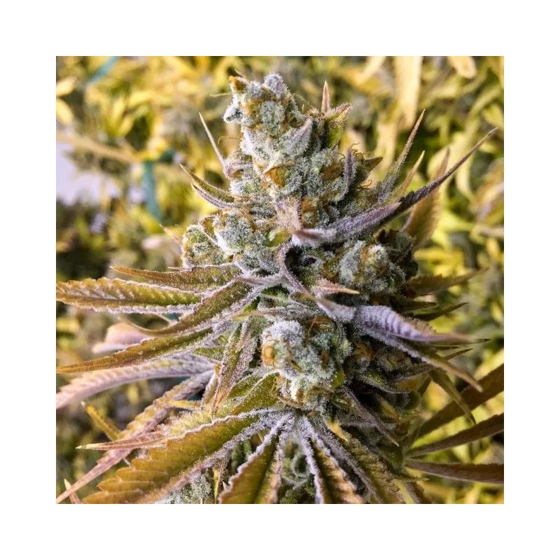 Tangie Ghost Train
