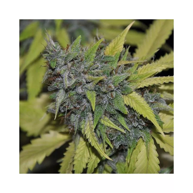 Grandaddy Confidential