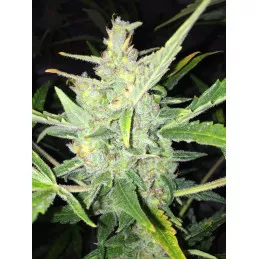 Auto White Widow x Big Bud