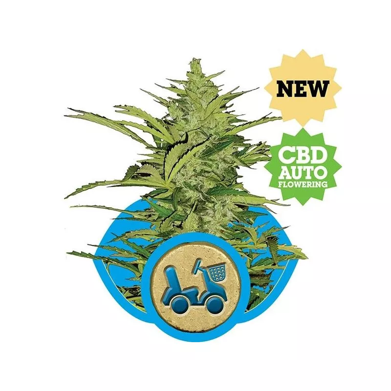 Fast Eddy Automatic CBD