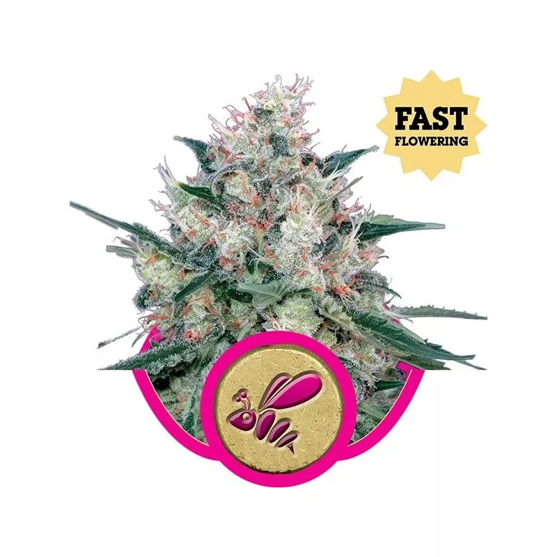 Honey Cream Fast Flowering