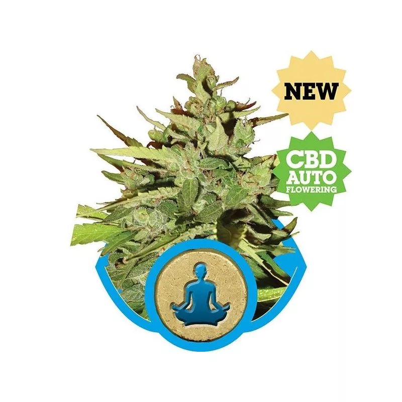 Stress Killer Automatic CBD