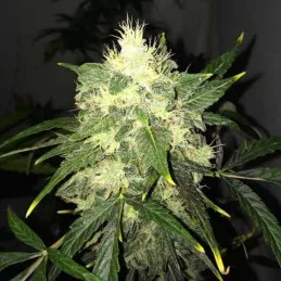 OG Kush Auto