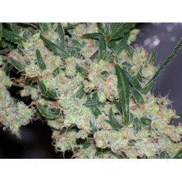 ASH (Afghan Haze x Afghan Skunk)