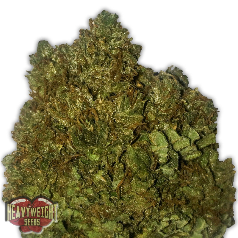 Money Bush Heavyweight Seeds Money Bush Heavyweight Seeds
