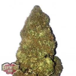 Jackpot Auto Heavyweight Seeds