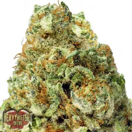 Turbo Bud Auto Heavyweight Seeds